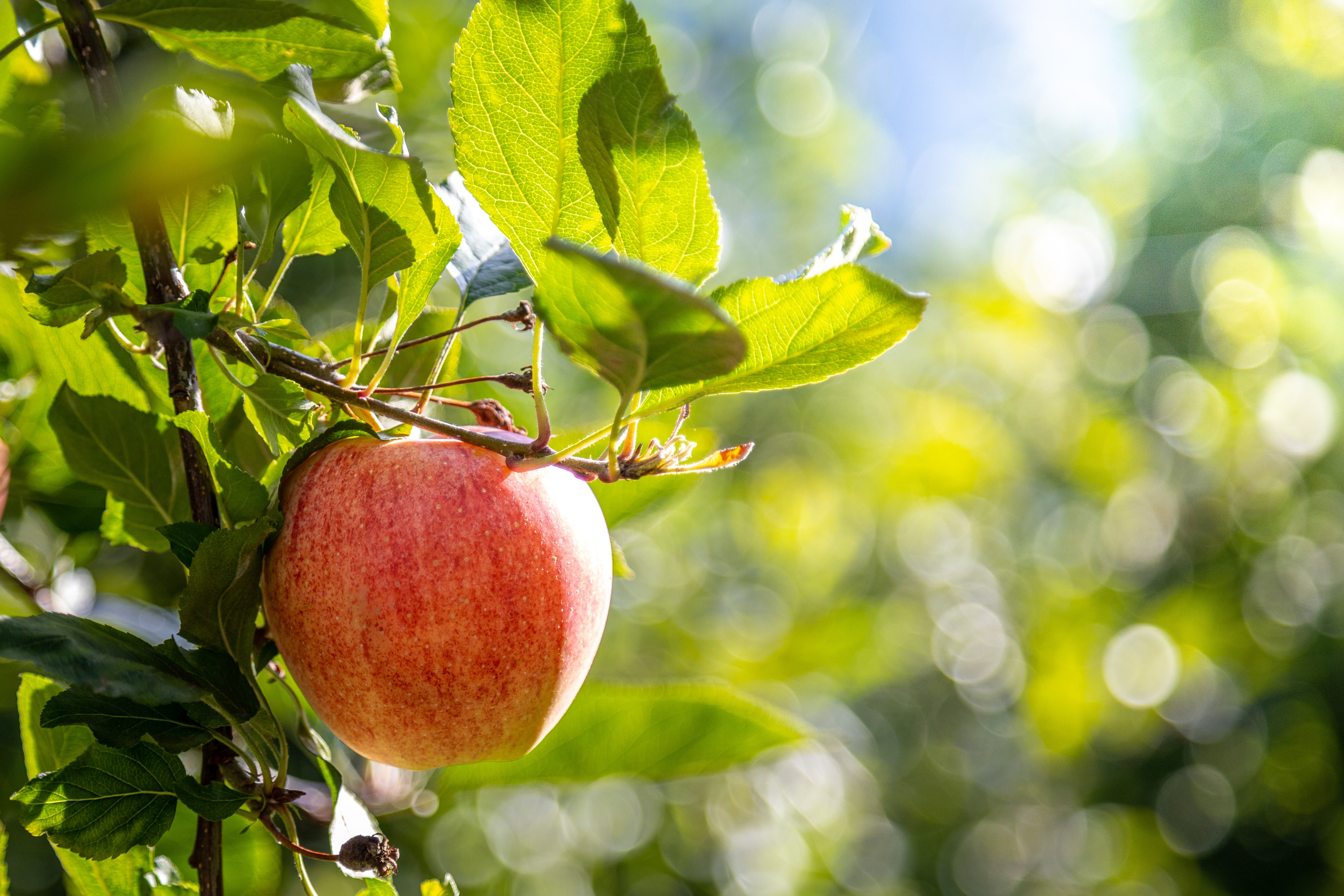 image of apple tree