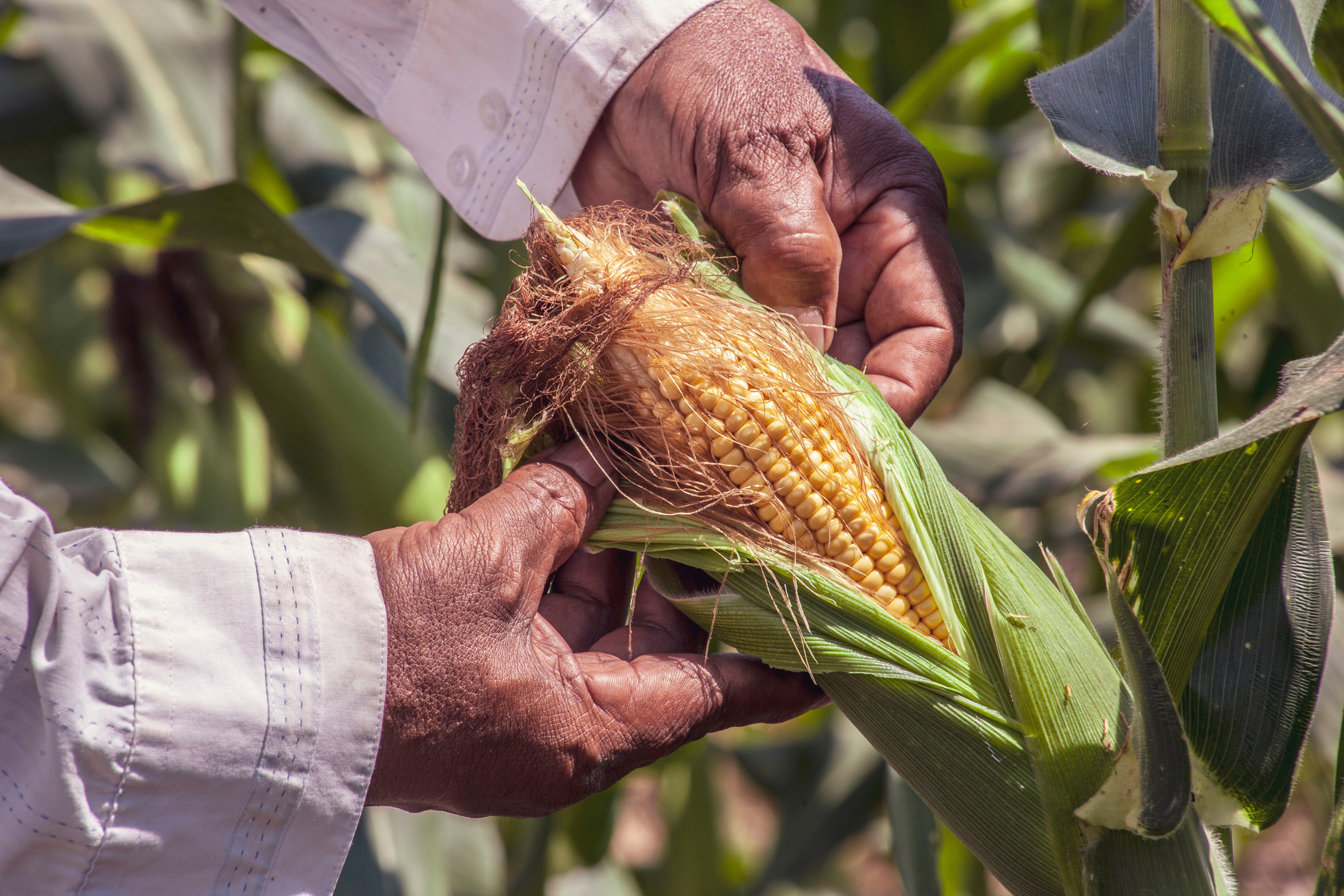 Hands holding an ear of corn
