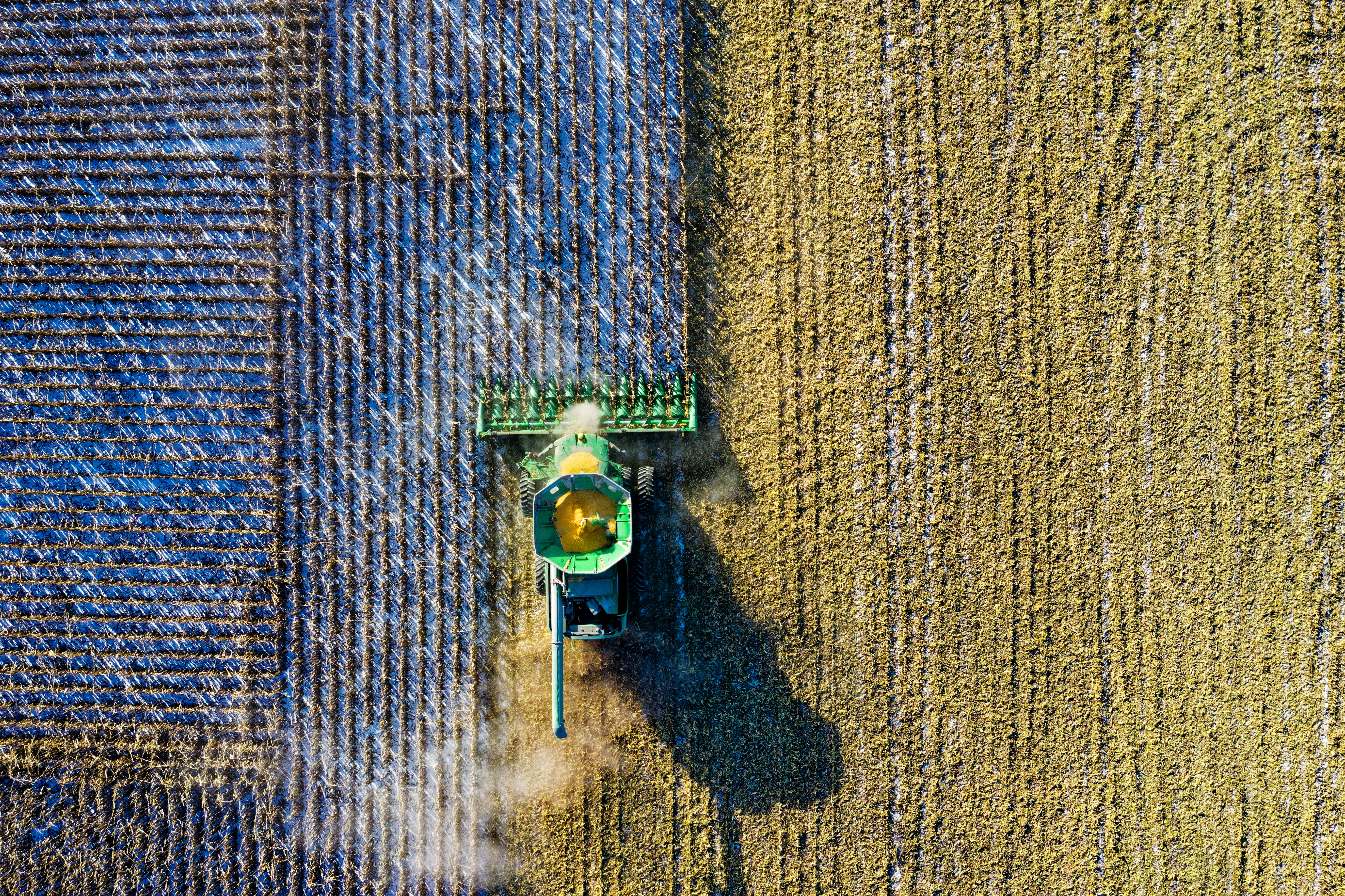 Aerial shot of harvester collecting corn