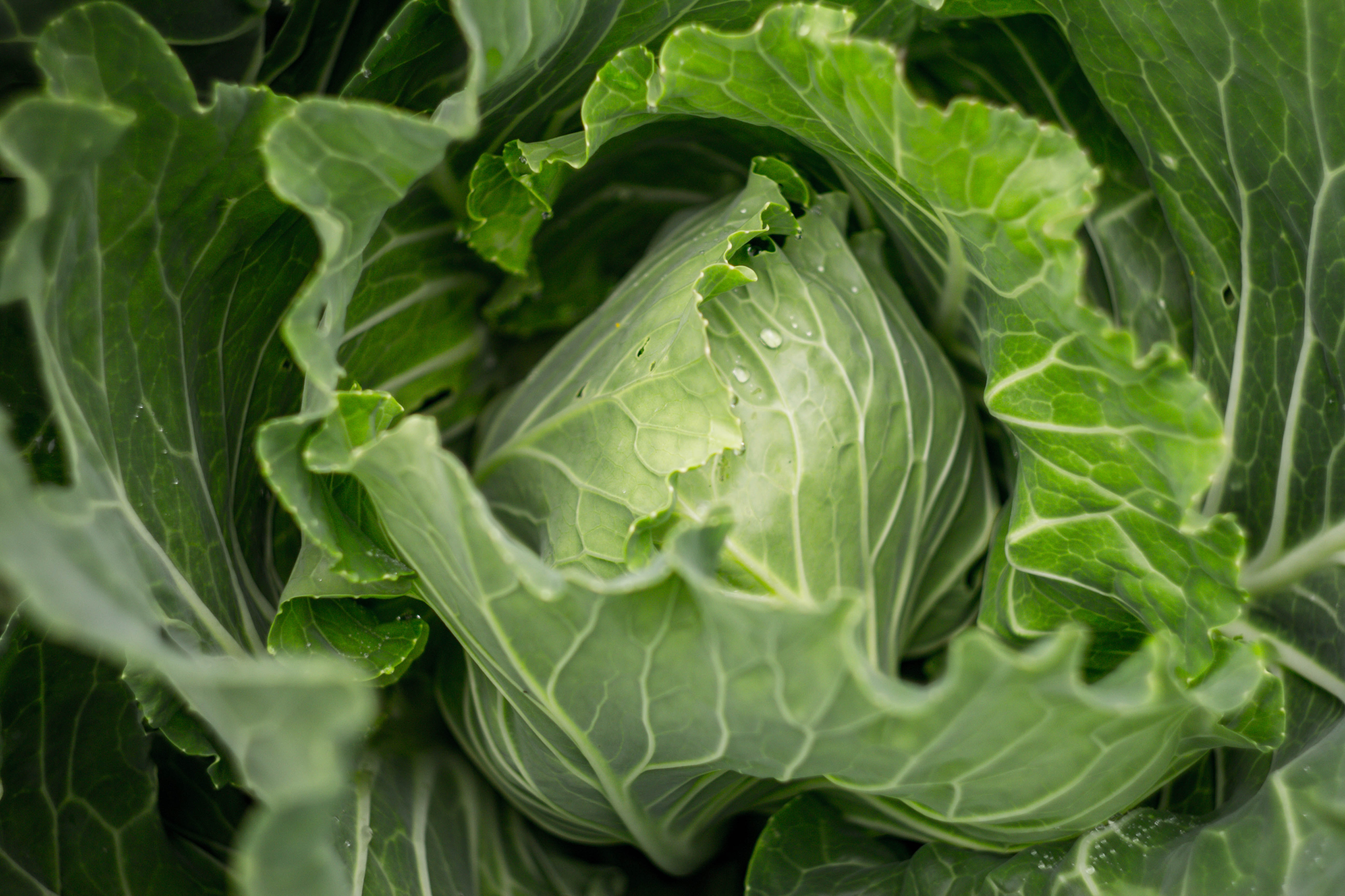 image of cabbage